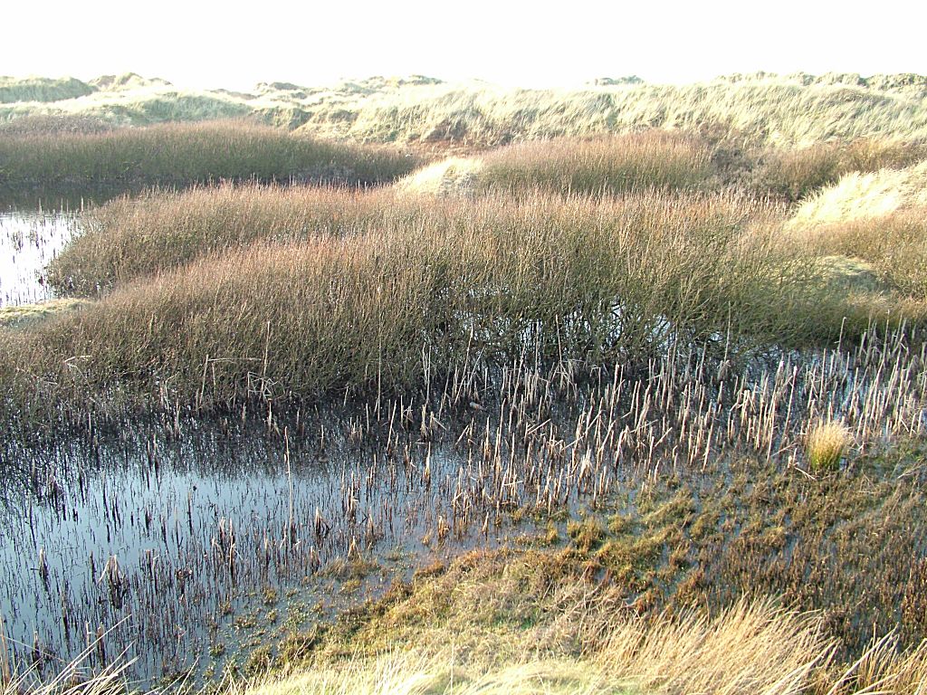 Click now to see this image full size.