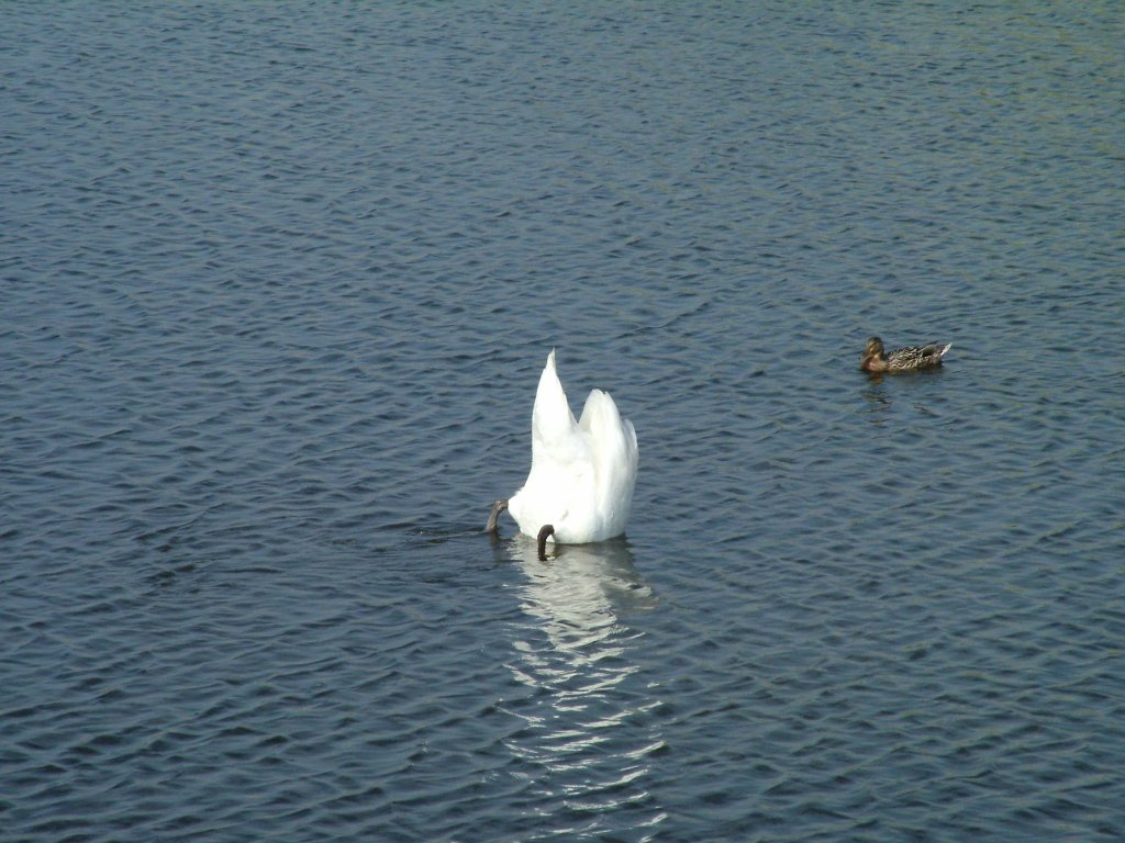 Click now to see this image full size.