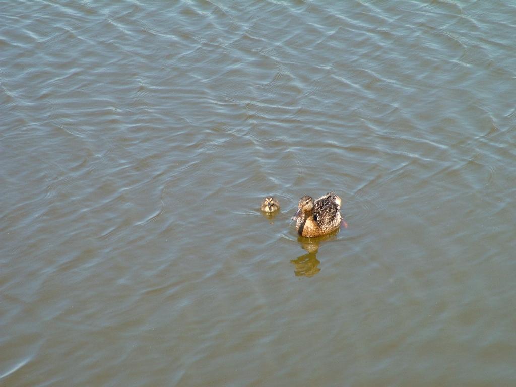 Click now to see this image full size.