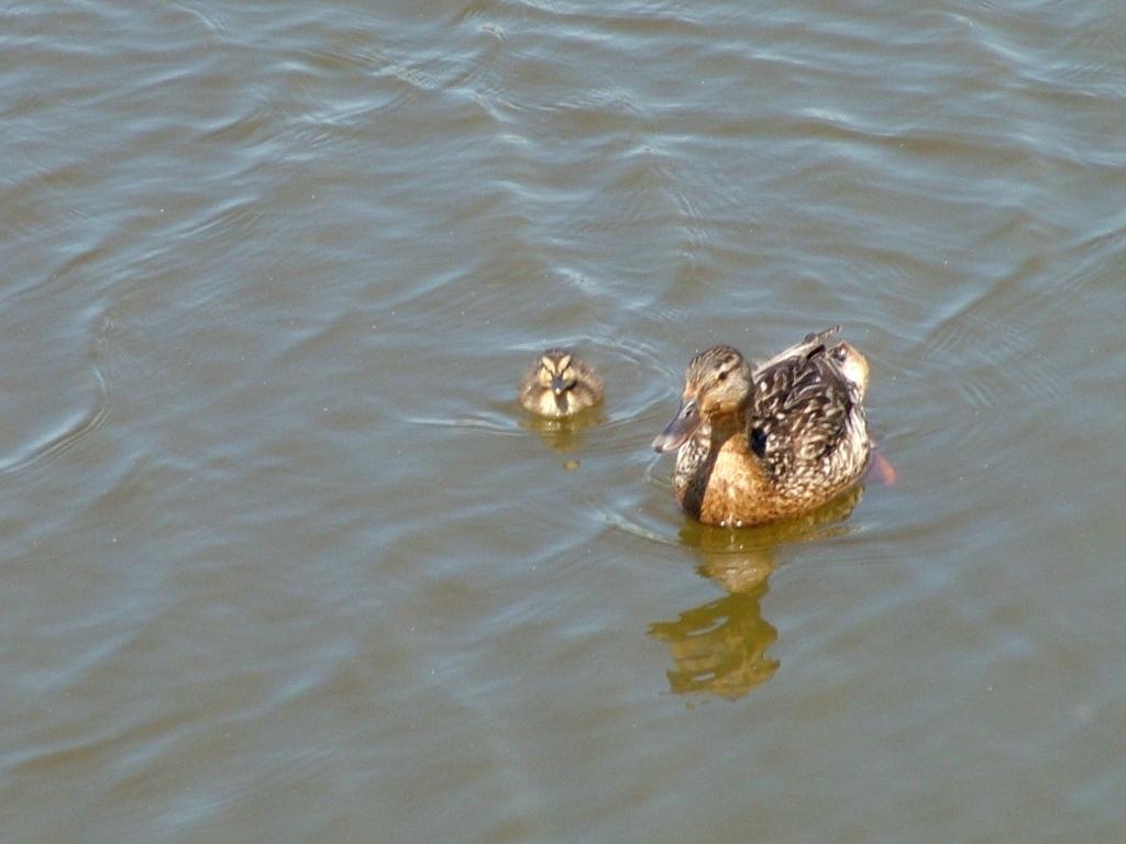 Click now to see this image full size.