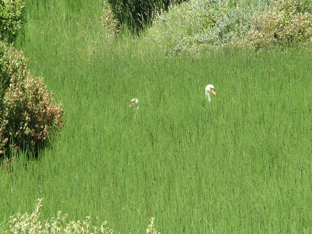 Click now to see this image full size.