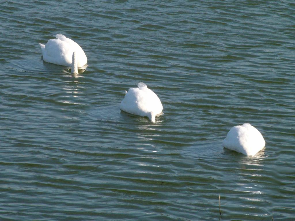 Click now to see this image full size.