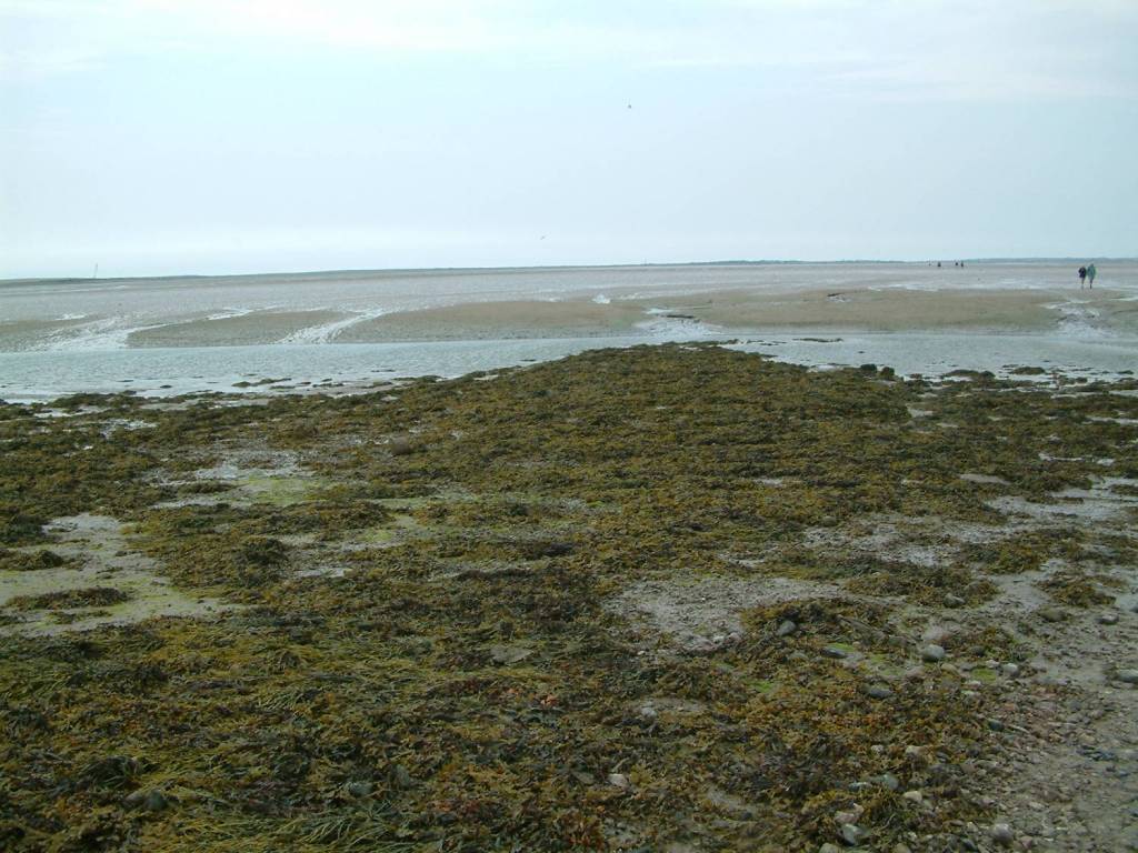 Click now to see this image full size.