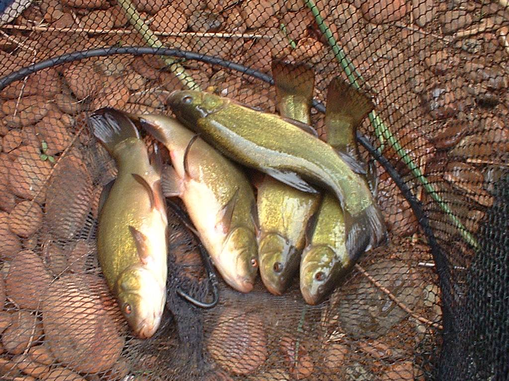 Click now to see this image full size.