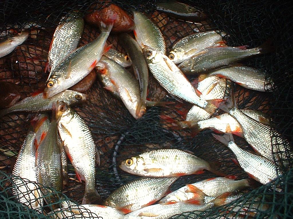 Click now to see this image full size.