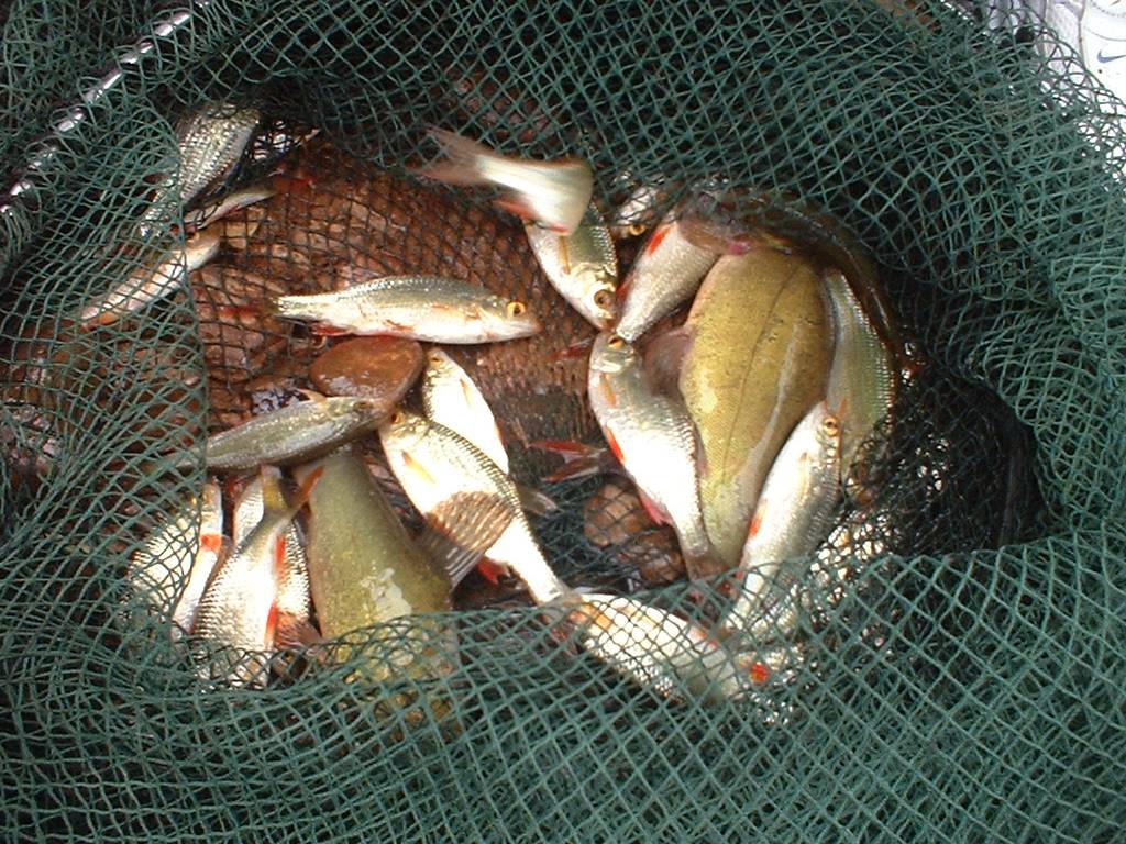 Click now to see this image full size.