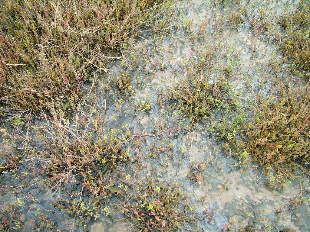 Click now to see this image full size.