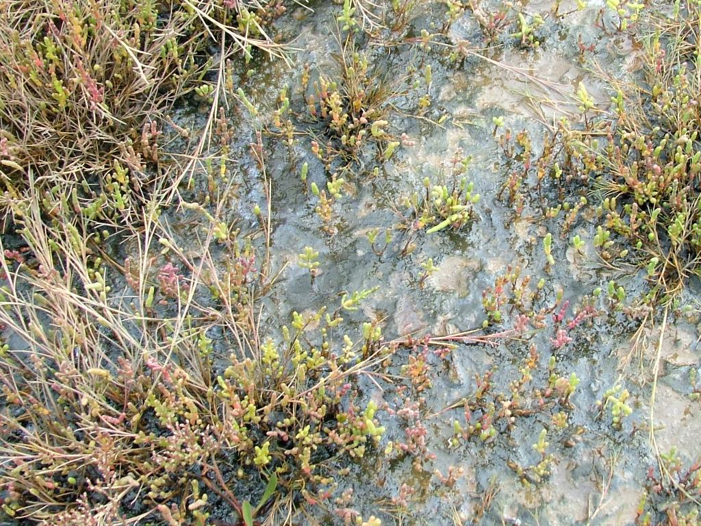 Click now to see this image full size.