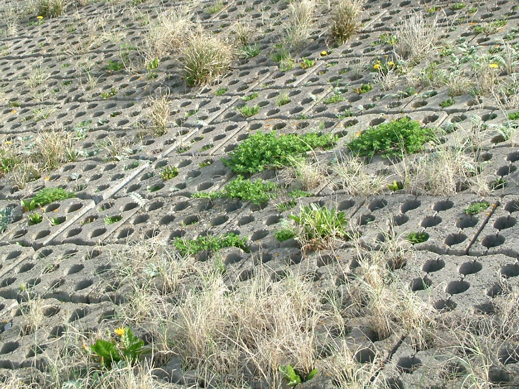 Click now to see this image full size.