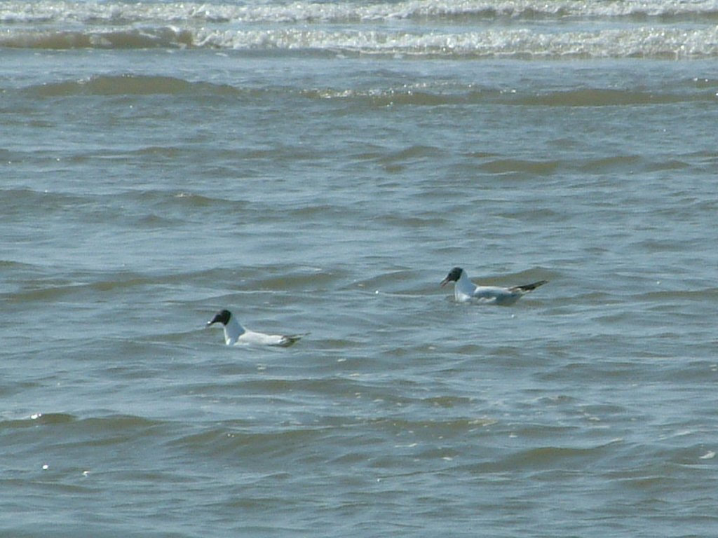 Click now to see this image full size.