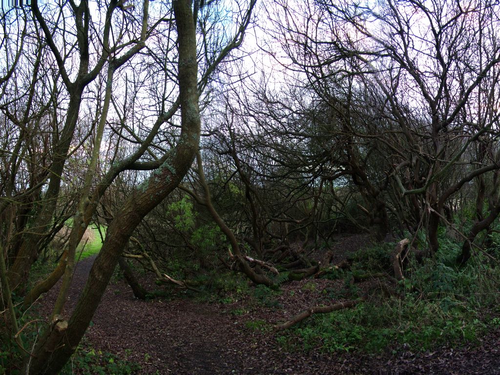 Click now to see this image full size.