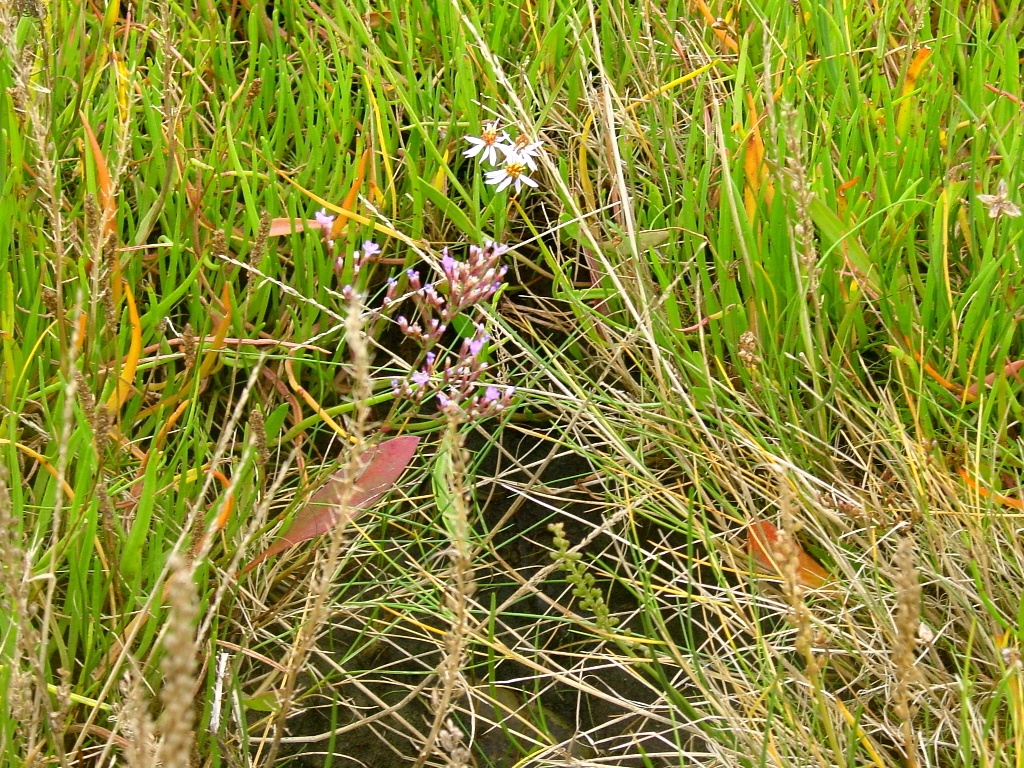 Click now to see this image full size.