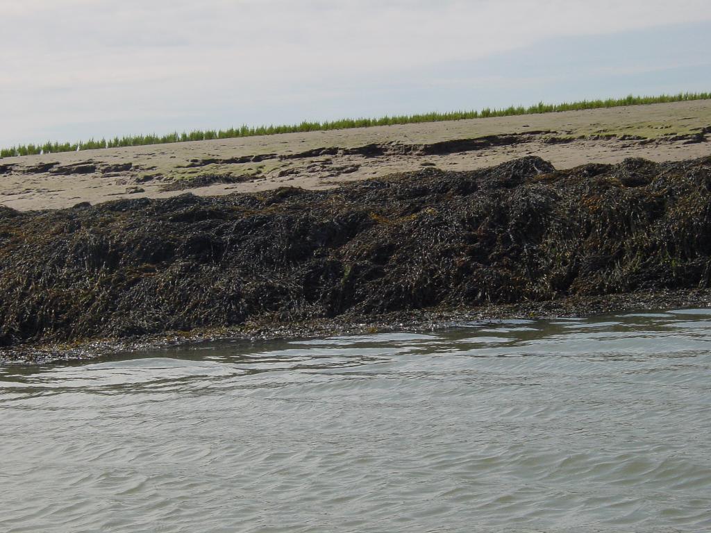 Click now to see this image full size.