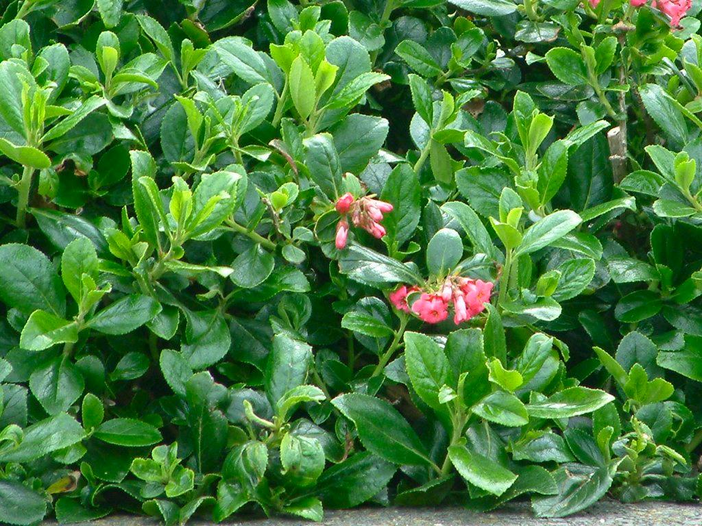 Click now to see this image full size.