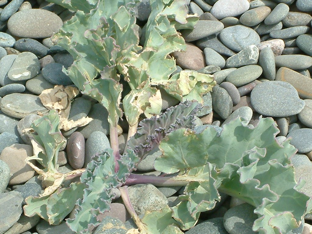 Click now to see this image full size.