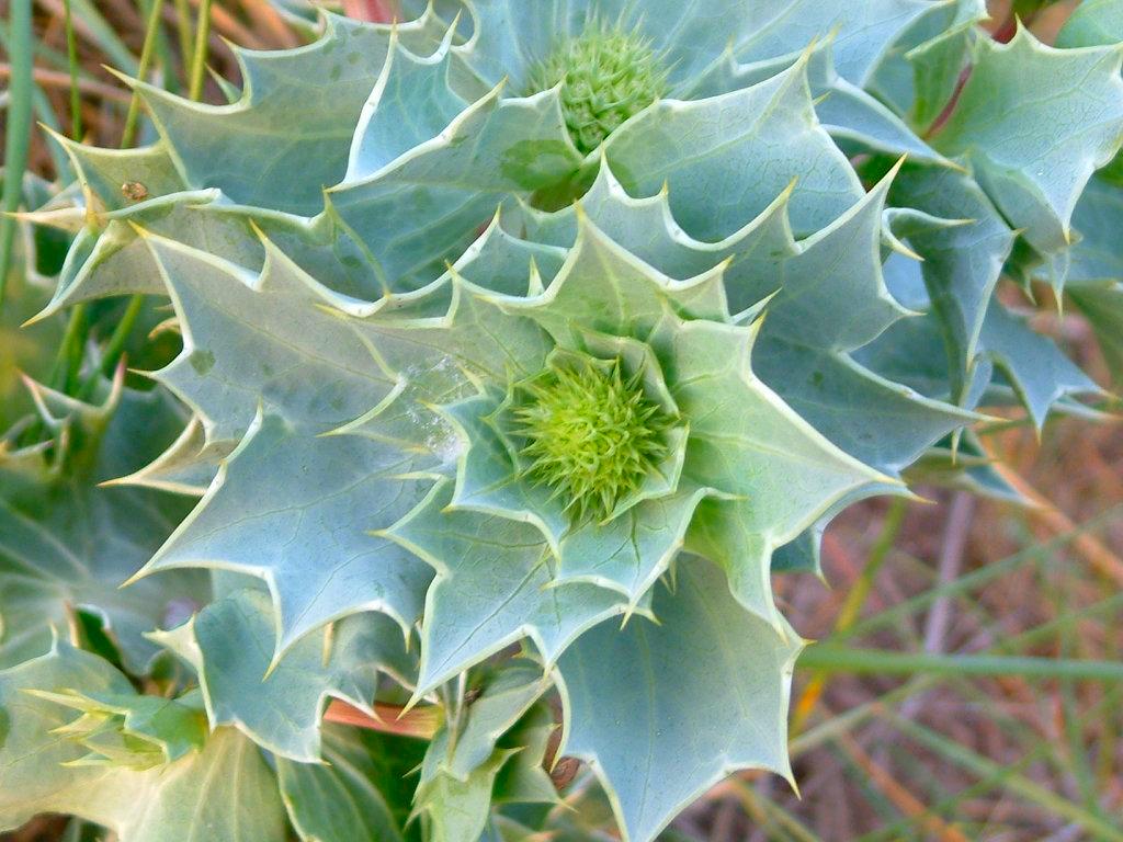 Click now to see this image full size.