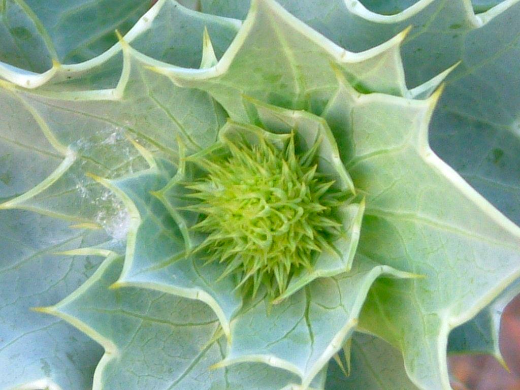 Click now to see this image full size.