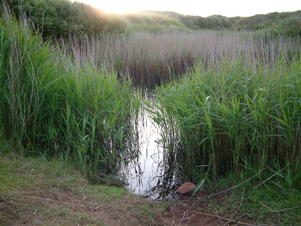 Click now to see this image full size.