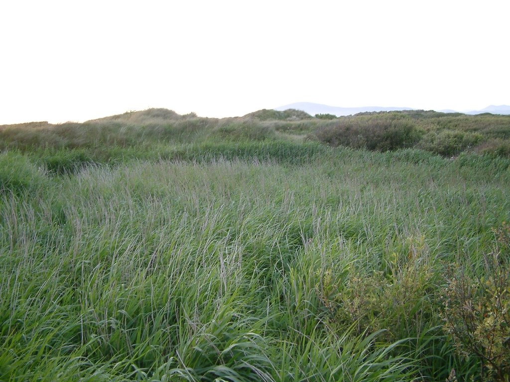 Click now to see this image full size.