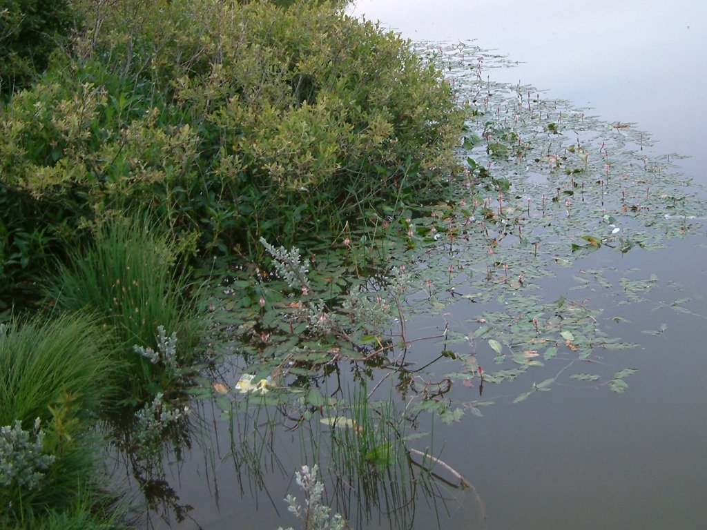 Click now to see this image full size.