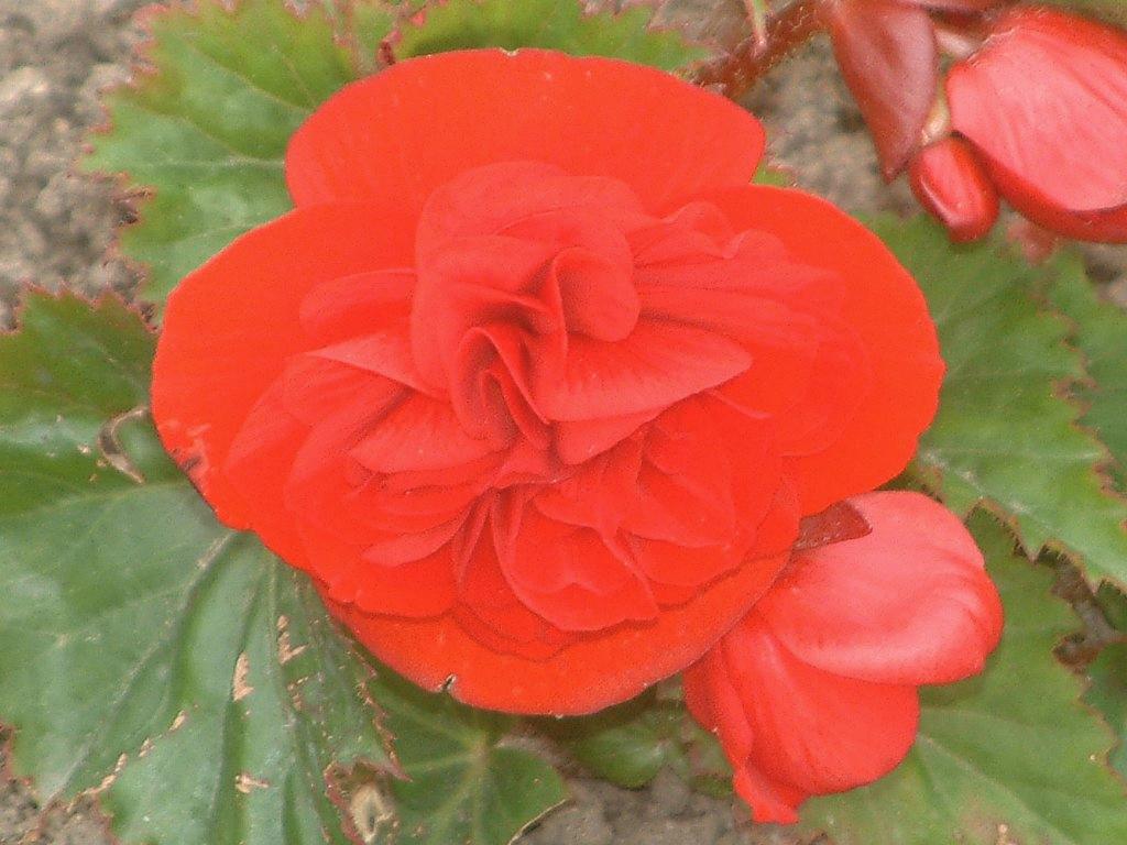 Click now to see this image full size.