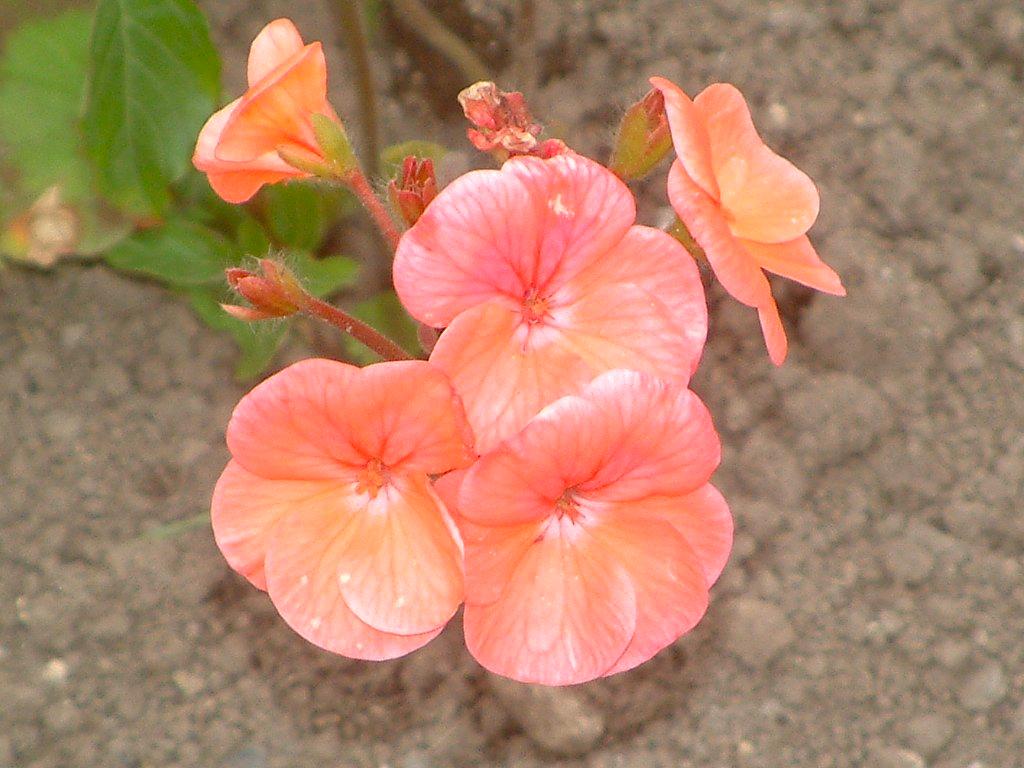 Click now to see this image full size.