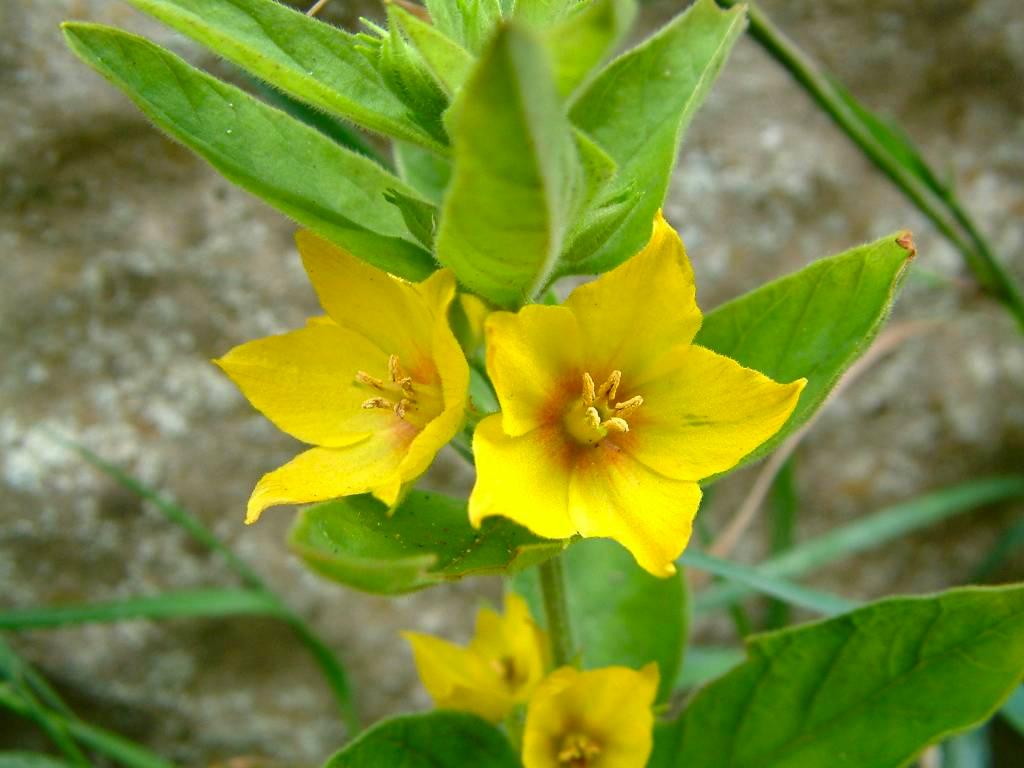 Click now to see this image full size.