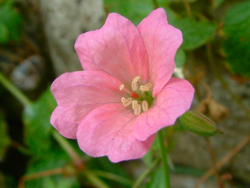 Click now to see this image full size.