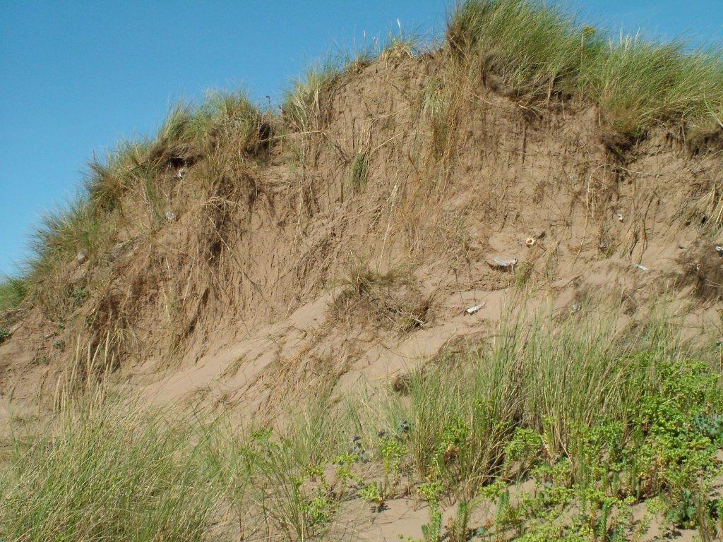 Click now to see this image full size.