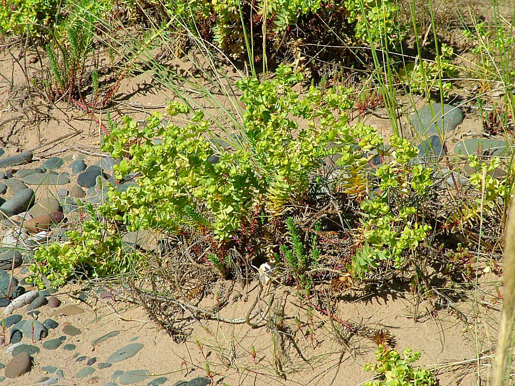 Click now to see this image full size.