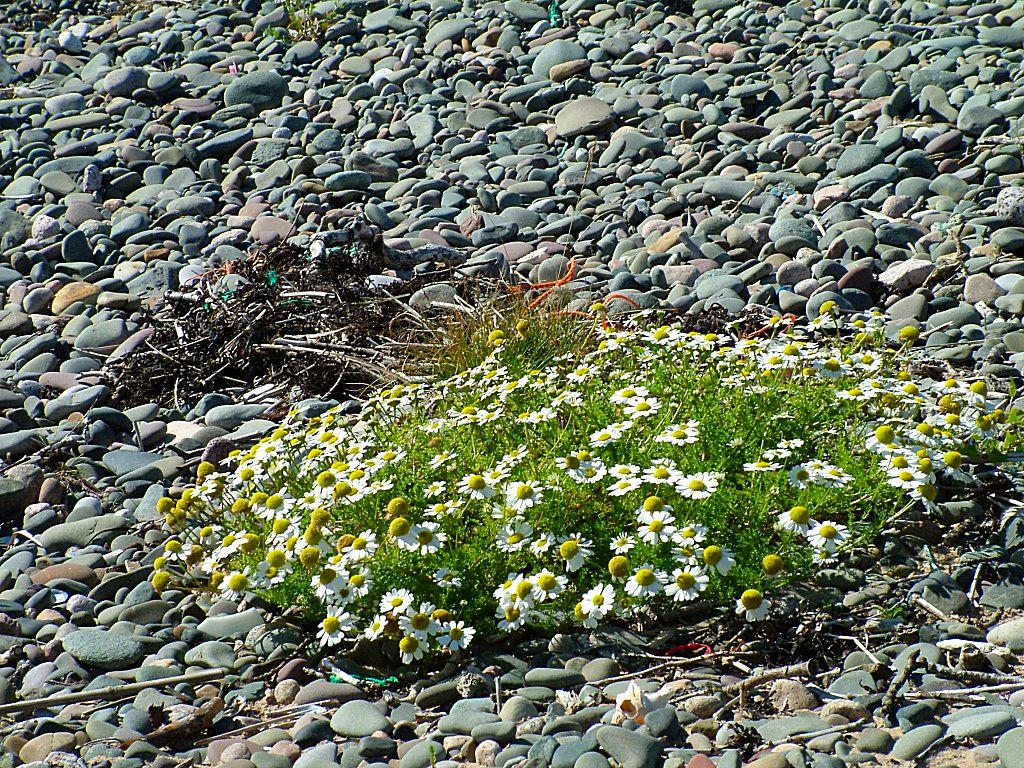 Click now to see this image full size.