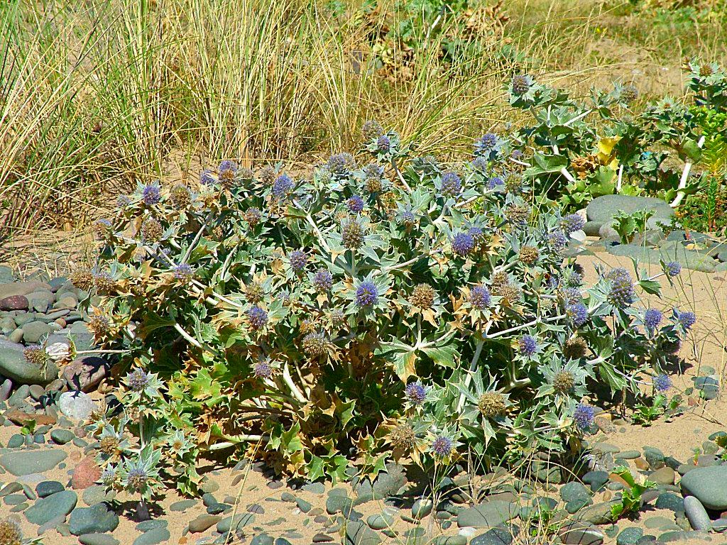 Click now to see this image full size.