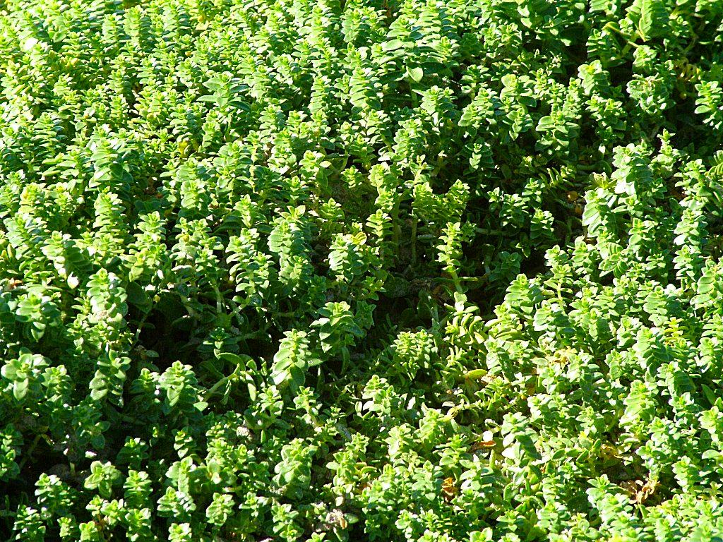 Click now to see this image full size.