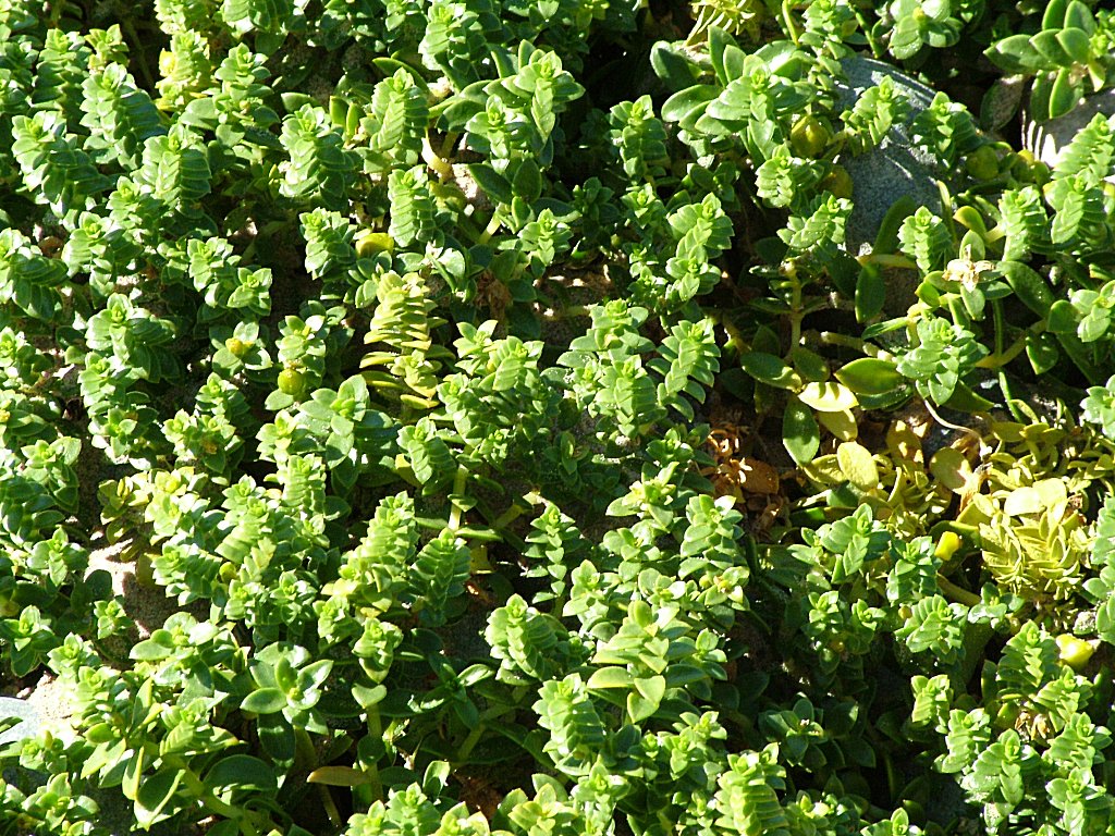 Click now to see this image full size.