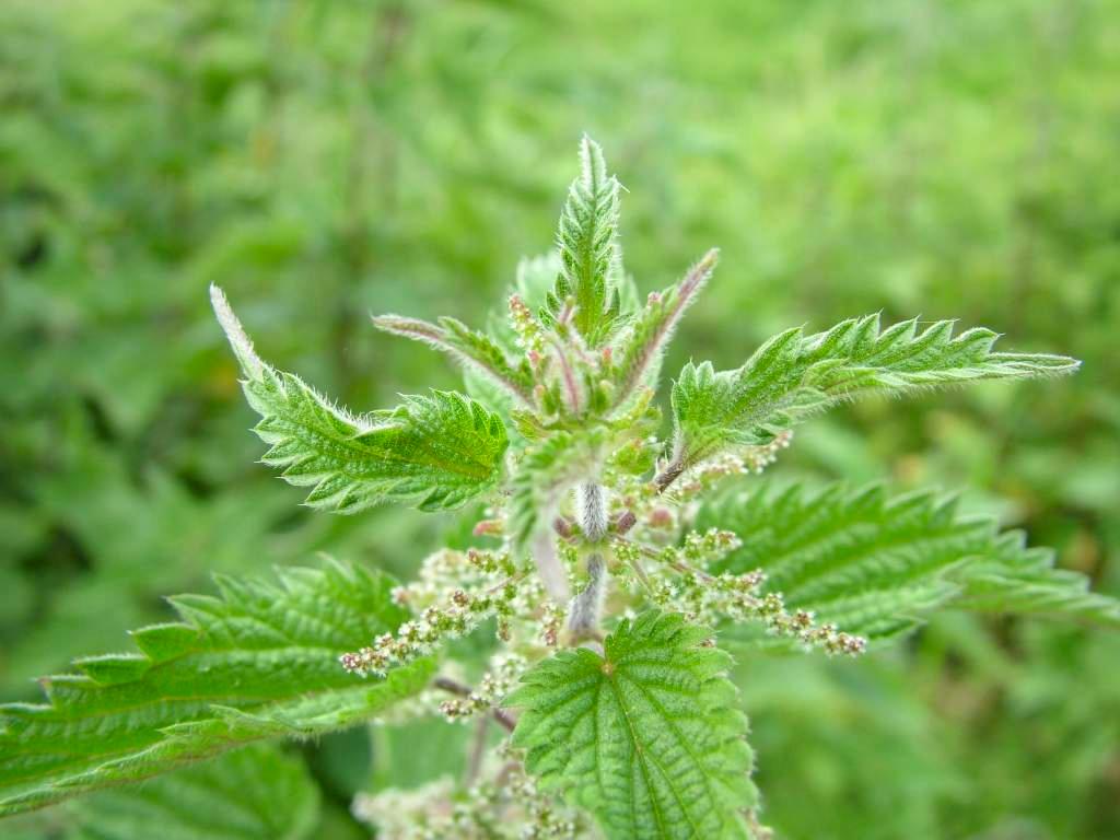 Click now to see this image full size.