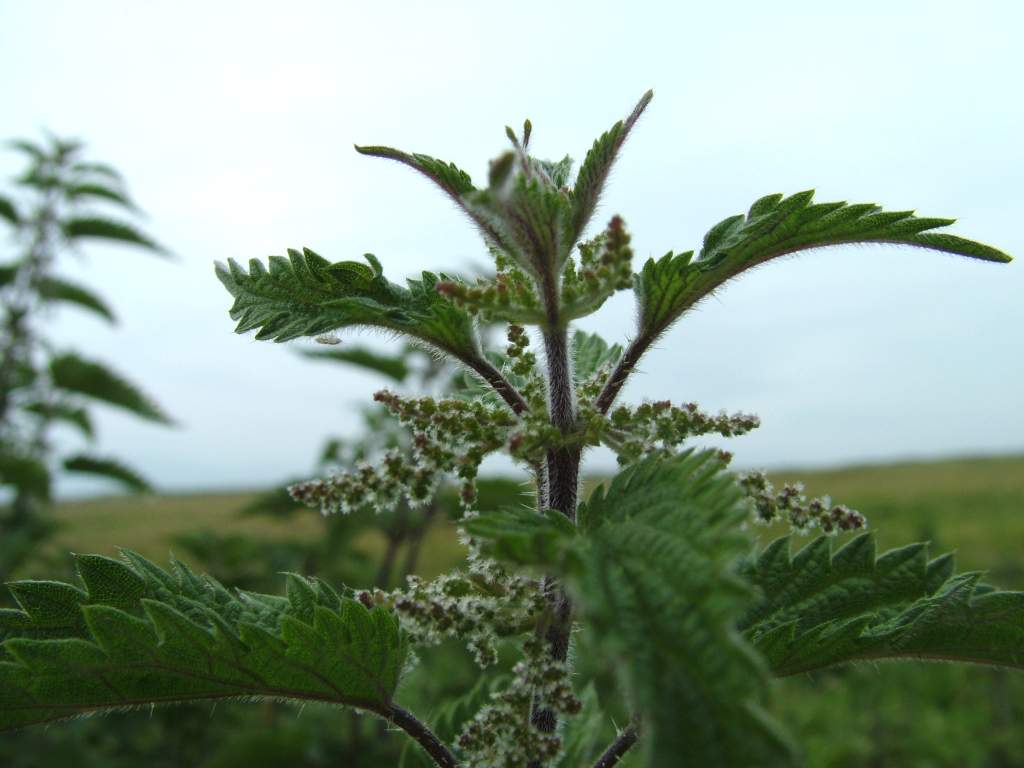 Click now to see this image full size.