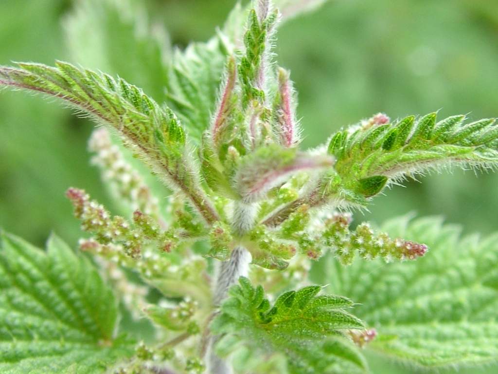 Click now to see this image full size.