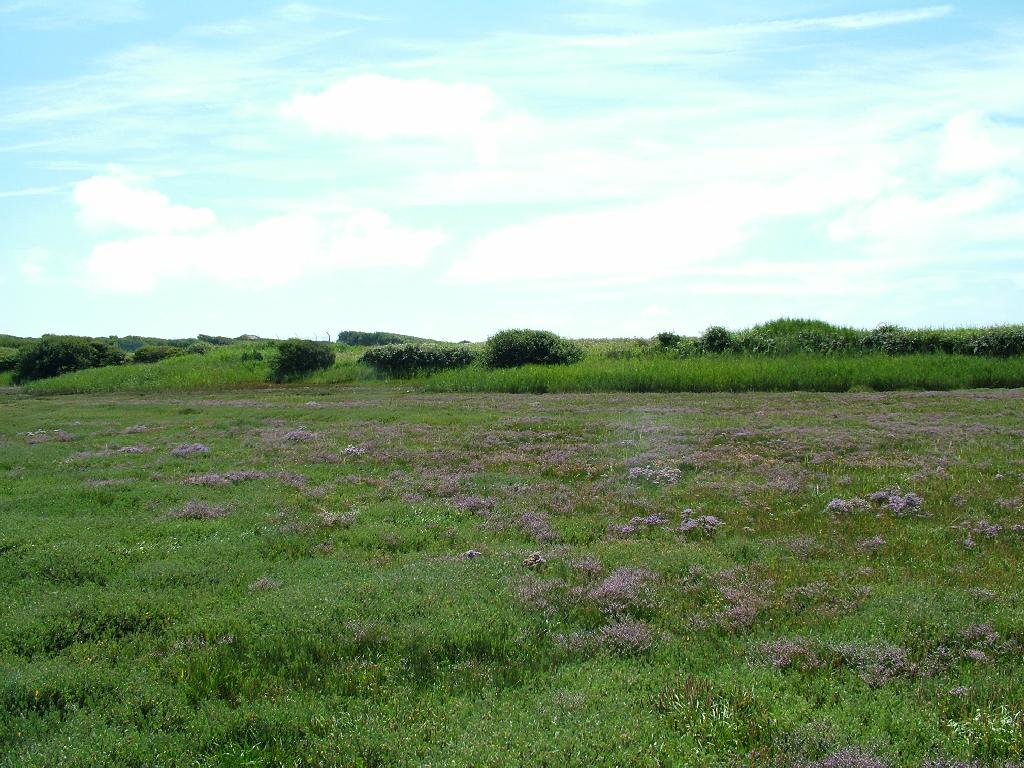 Click now to see this image full size.