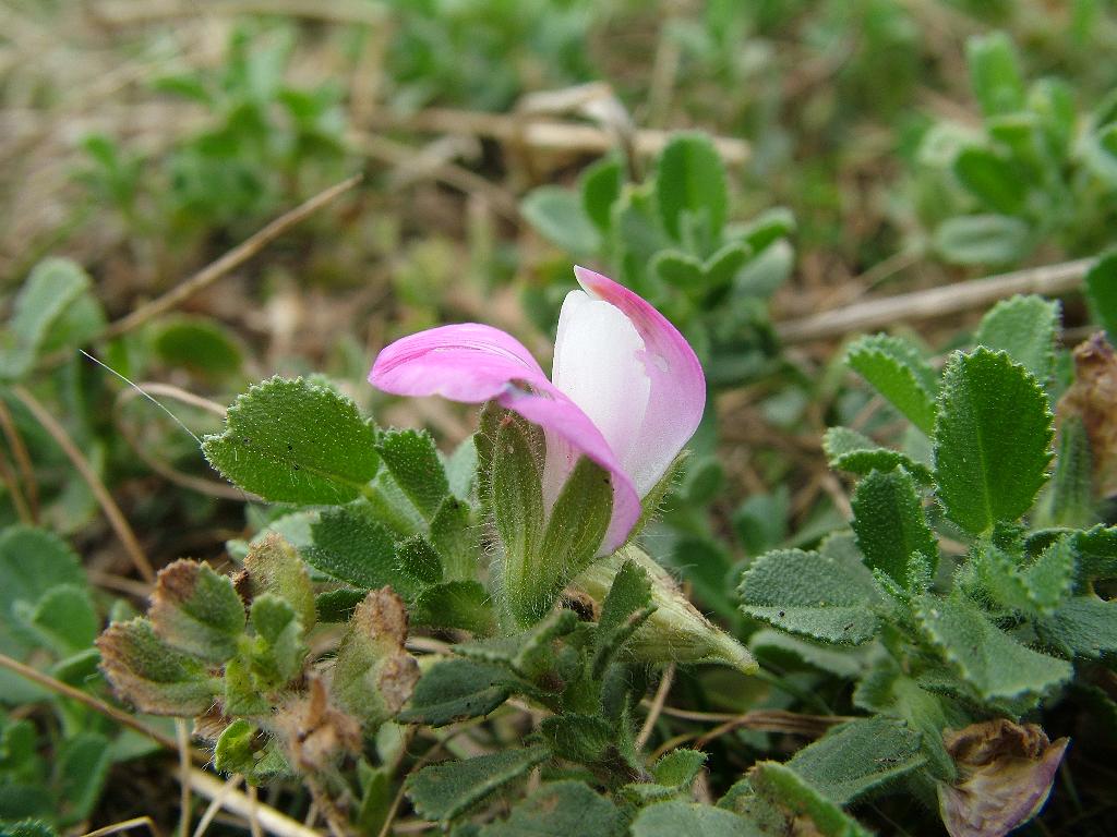 Click now to see this image full size.