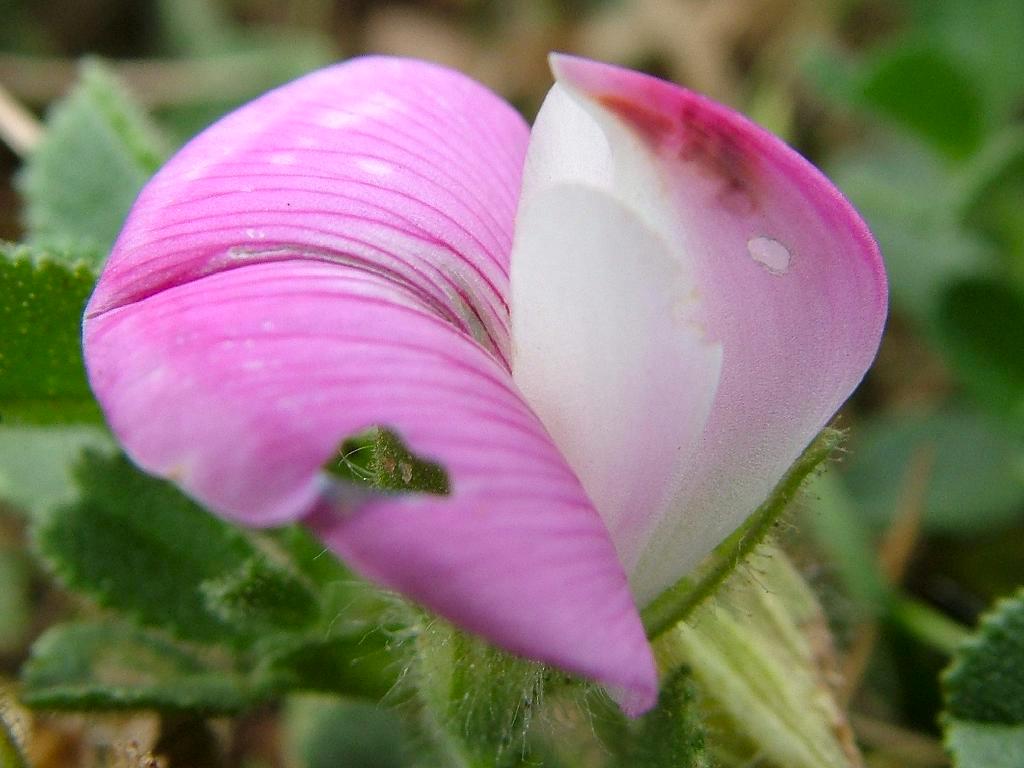 Click now to see this image full size.