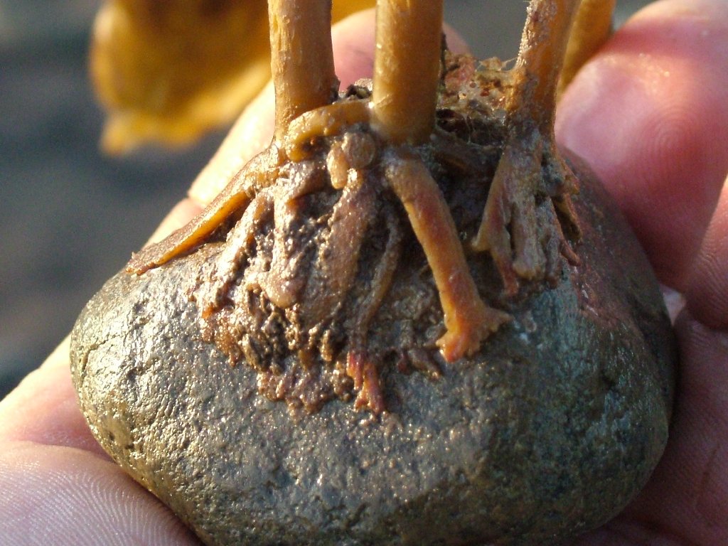 Click now to see this image full size.