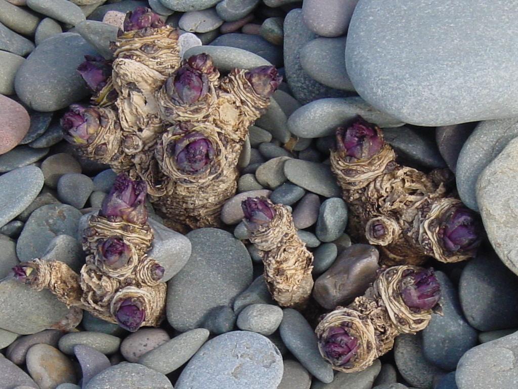 Click now to see this image full size.