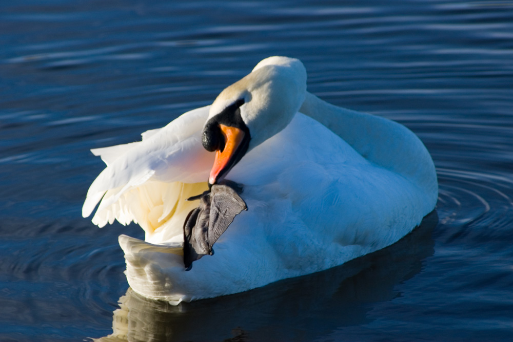 Click now to see this image full size.