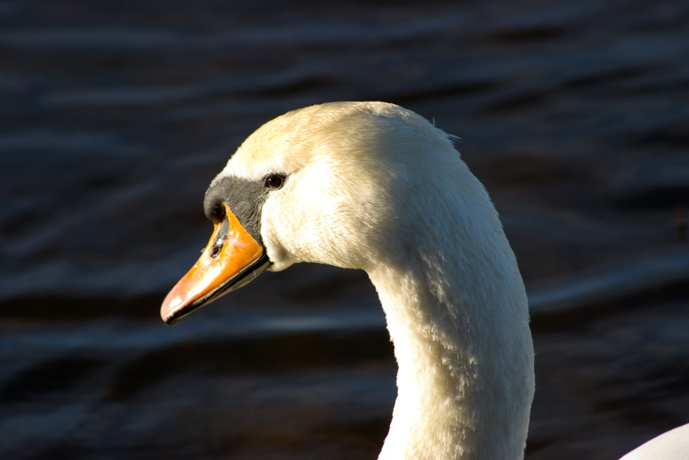 Click now to see this image full size.