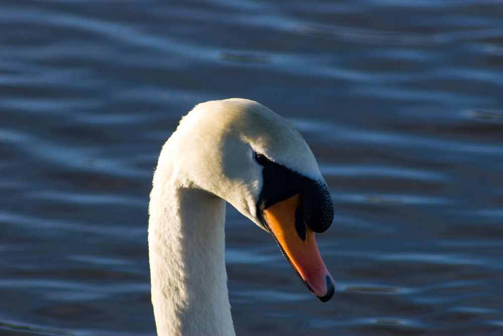 Click now to see this image full size.