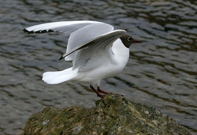 Click now to see this image full size.