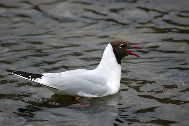 Click now to see this image full size.