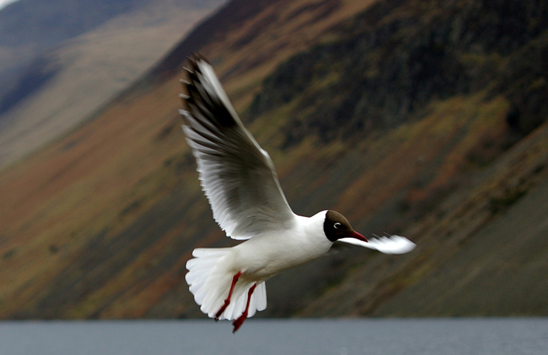 Click now to see this image full size.