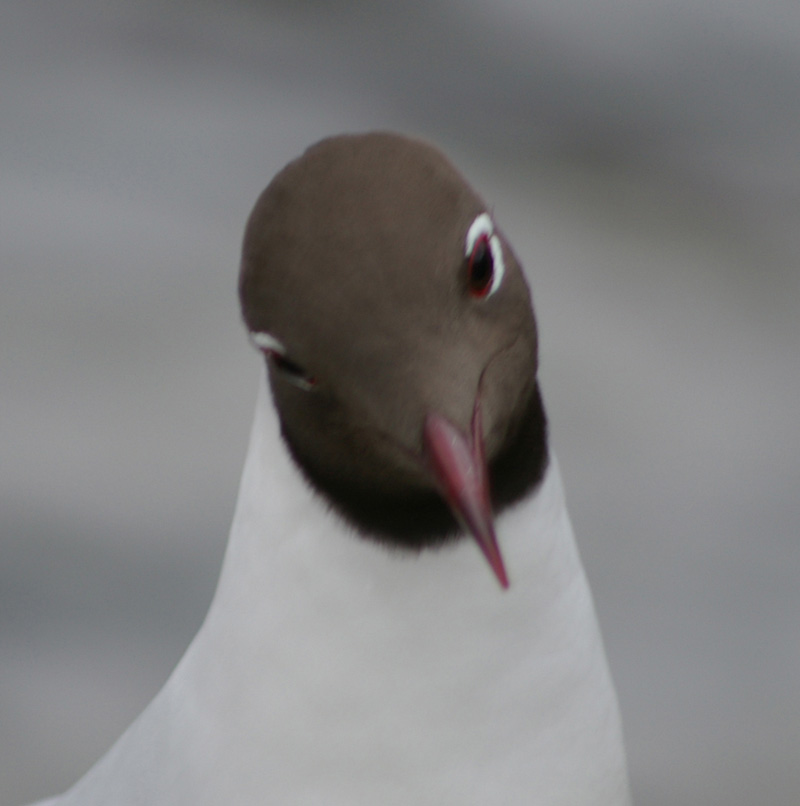 Click now to see this image full size.