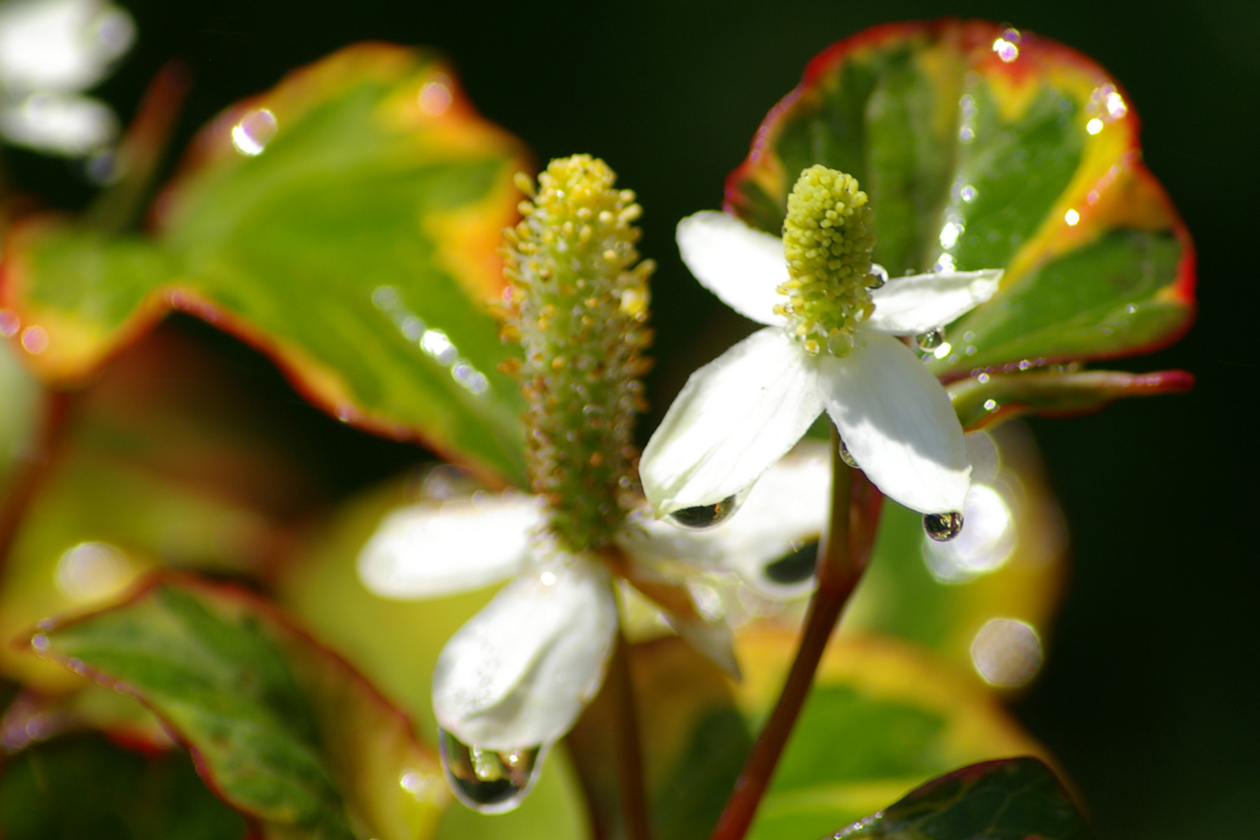 Click now to see this image full size.